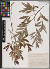 Foto von Salix aurita L. x Salix cinerea L. x Salix viminalis L.